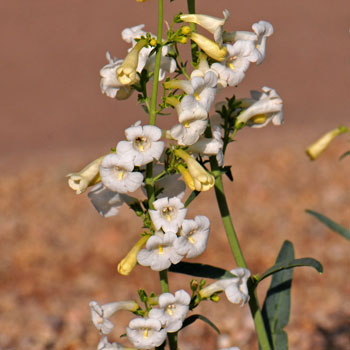 Parry's Beardtongue typically has bright pink flowers but occasionally a light pink or even white flower may be observed. Penstemon parryi 